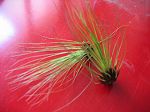 Tillandsias, filifolia